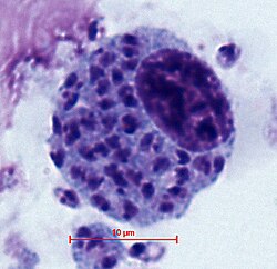 Leishmanien spp.